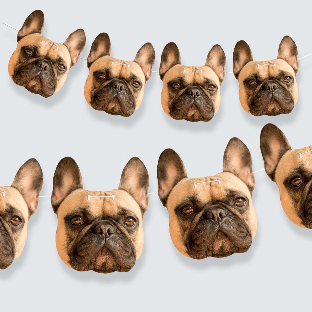 French bulldog Face Bunting