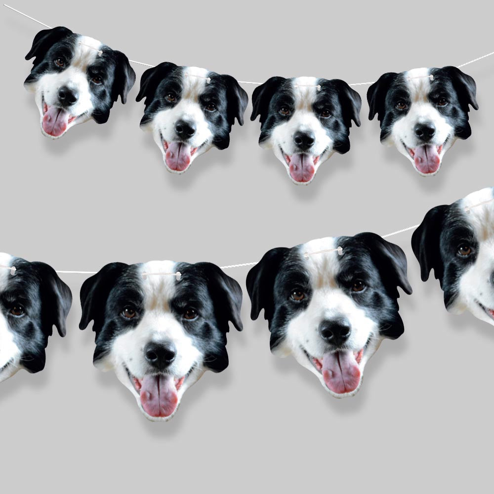 Border Collie Face Bunting