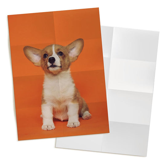 Pet Personalised Photo Wrapping Paper